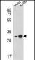 RPS3A Antibody (C-term)